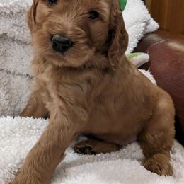 Goldendoodle and Poodle Puppies from RamblerGoldens