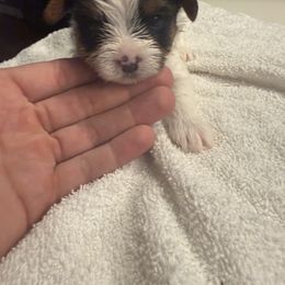 Yorkshire Terrier Puppies from Dallas Parti Yorkies