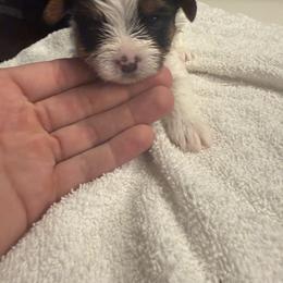 Yorkshire Terrier Puppies from Dallas Parti Yorkies