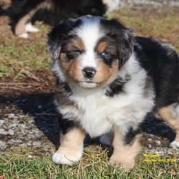 Zeb - Miniature American Shepherd puppy from Faithwalk Aussies and Mini American Shepherds