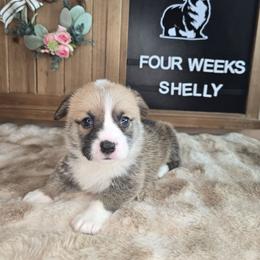Shelly - Sable female Pembroke Welsh Corgi puppy in Lake Elsinore, California from Rose Petal Corgis
