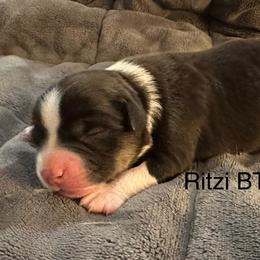 Girl 5 - Black tri female Toy Australian Shepherd puppy in Lame Deer, Montana from Bar M Toy Aussies
