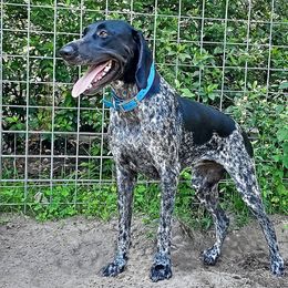 Pearl - German Shorthaired Pointer
