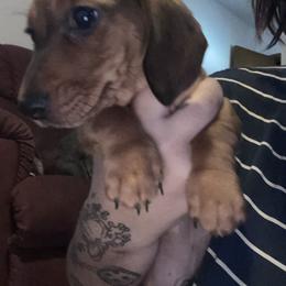 Dachshund Puppies from Doxie Dreams