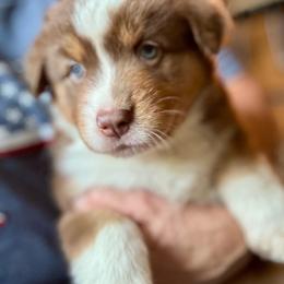 Rachael - Red tri-color female Australian Shepherd puppy in Ephrata, Pennsylvania from Weavers Indian Run Aussies