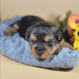 Tan collar girl - Black and tan female Yorkshire Terrier puppy in Jacksonville, Florida from Yorkieology