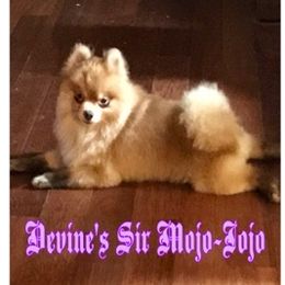 Mojo-jojo - Pomeranian