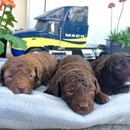Poodle Puppies from 'Capon Cuties
