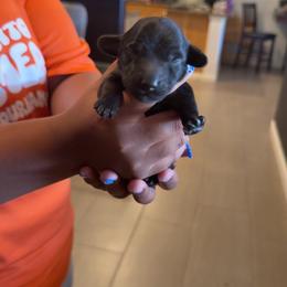 Boy 1 - Black male Dachshund puppy in Belen, New Mexico from Chavez Longhair Lowriders