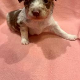 Ozzie - Red merle male Toy Australian Shepherd puppy in Miami, Oklahoma from HighEnd Aussies