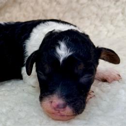 Clover - Parti male Poodle puppy in Peyton, Colorado from Fuzzybottoms Ranch LLC