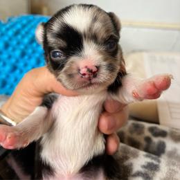 Oreo - Merle male Chihuahua puppy in Westport, New York from Chantilly chihuahuas