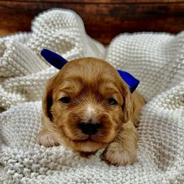 Gus Gus - Red male Cavapoo puppy in Lancaster, Missouri from Cavapoo Acres