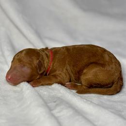 Grace - Red  female Goldendoodle puppy in Pleasant Prairie, Wisconsin from Prairie Doodle Dogs