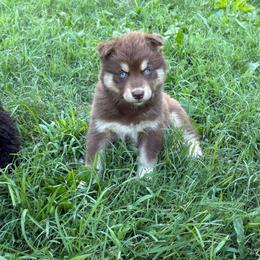 Boy 2 - Red and white male Siberian Husky puppy in Jonesborough, Tennessee from Dry Creek Siberians