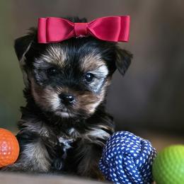 Yorkshire Terriers from 5 River Puppies