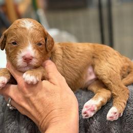 Poppi - Red  female Goldendoodle puppy in Macon County, North Carolina from Mountain Doodles
