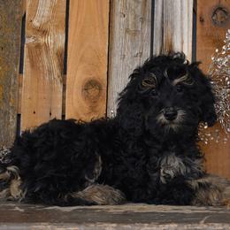 Tootsie-Light Pink Collar - Phantom female Goldendoodle puppy in Macedon, New York from Toodles Goldendoodles