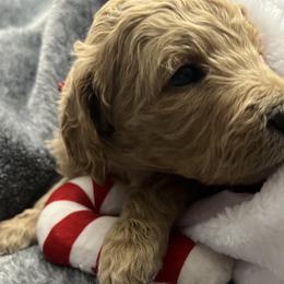 Goldendoodles from Averee's Doodles