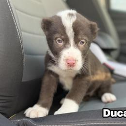 Ducati - Gray female Central Asian Shepherd Dog puppy in Island City, Oregon from Alabaivalley