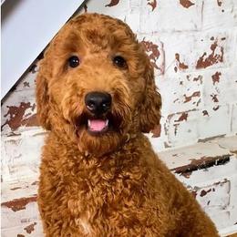 Willow - Goldendoodle