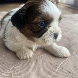 Nola - Liver and white female Shih Tzu puppy in Troy, Michigan from "Shihtzu Best Friend"