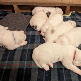 Great Pyrenees Puppies from Duck Creek Poultry Place & Wilson's Waterfowl