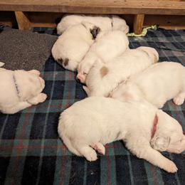 Great Pyrenees Puppies from Duck Creek Poultry Place & Wilson's Waterfowl