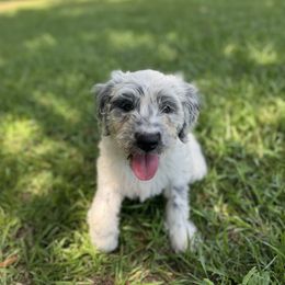Brittany - White and black female Dalmatian puppy in Lincolnton, Georgia from The Golden Spot
