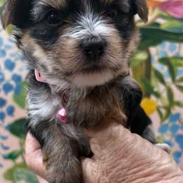 Olivia Wright - Black and gold female Yorkshire Terrier puppy in Phoenix, Arizona from Coursey’s Yorkies