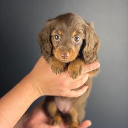 Feyre - Chocolate and tan female Dachshund puppy in Huffman, Texas from Alex's Dachshunds