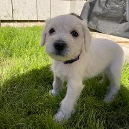 "Pure white female " Miniature Schnauzer Puppies from D&D Mini Schnauzers