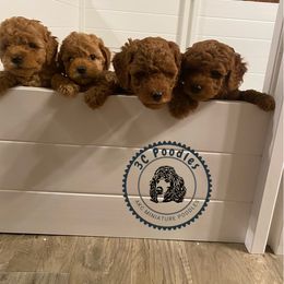 Poodle Puppies from 3C Poodles
