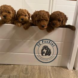 Poodle Puppies from 3C Poodles
