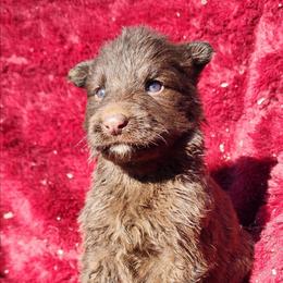 Galena - Liver female German Shepherd puppy in Los Lunas, New Mexico from Mali's German Shepherds