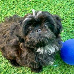 Mochi - Sable male Shih Tzu puppy in Victorville, California from Precioustzus