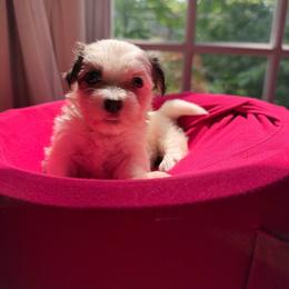 Daisy - White female Havanese puppy in Pearland, Texas from Herds Of Havanese