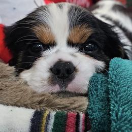 Cavalier King Charles Spaniels from Hickory Farms Cavalier King Charles Spaniels