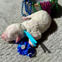 Blaze - Cream male Poodle puppy in Lakeland, Florida from Gulfside Poodles