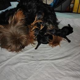 Simon - Black and gold male Yorkshire Terrier puppy in Jacksonville, Florida from Danielle's Yorkies