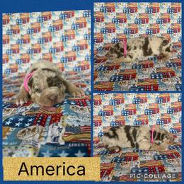 America - Red merle female Catahoula Leopard Dog puppy in Forbes, Minnesota from North Country Catahoulas
