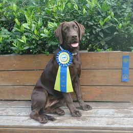 Treasure Love - Labrador Retriever