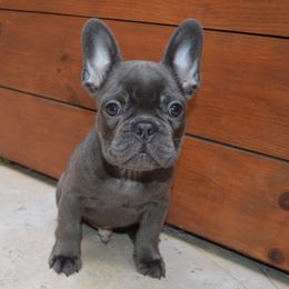 Pumpkin - Blue French Bulldog puppy in Tracy, California from EST Kennels