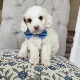 Snoopy - Parti male Goldendoodle puppy in Payson, Utah from The Puppy Nest