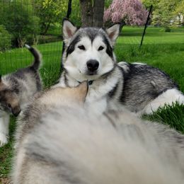 Alaskan Malamute Puppies from Delphi Alaskan Malamutes