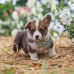 Luca - Sable male Pembroke Welsh Corgi puppy in Sugarcreek, Ohio from Admar Canines