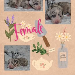 Ellie - Great Dane puppy from Timpanogos Kennels