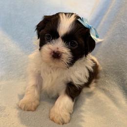 Cookie - Liver and white female Shih Tzu puppy in Oak Park, California from Boodaboo Shih Tzu’s