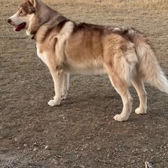 Chenoa - Native American Indian Dog
