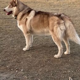 Chenoa - Native American Indian Dog